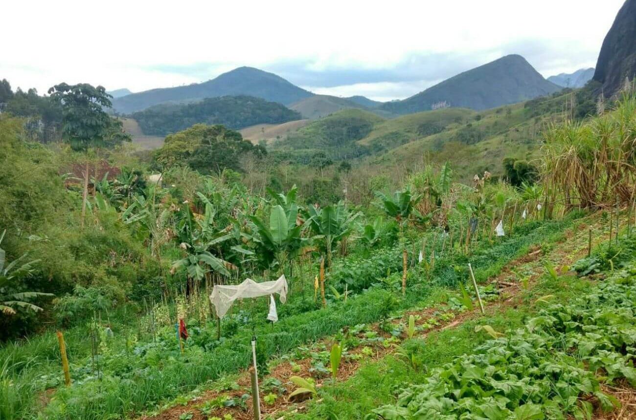 Monte Cristo - Fazenda Agroflorestal